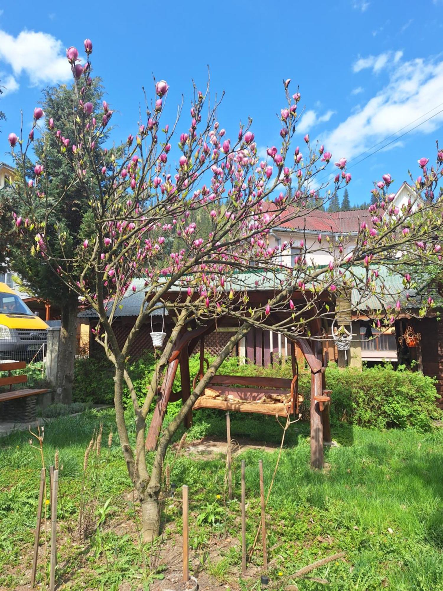 Casa Cu Lavanda Vatra Dornei Luaran gambar